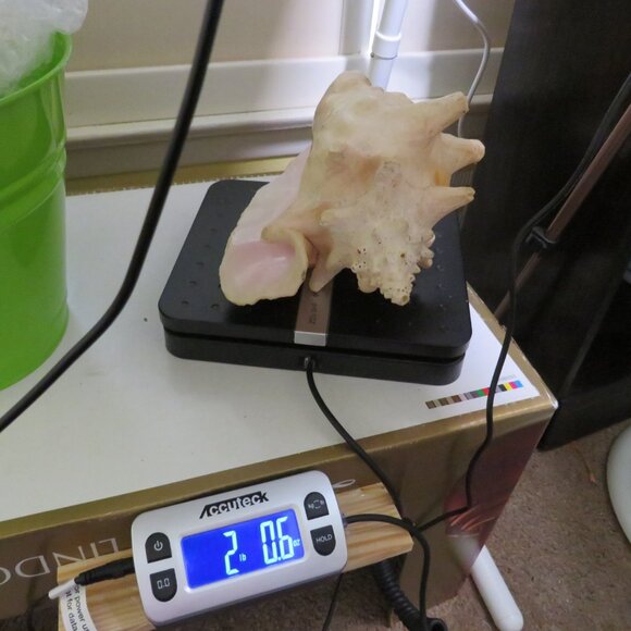 Large Real Conch Sea Shell 8x7" 5.5" tall has some chips Light Tan - Picture 10 of 10